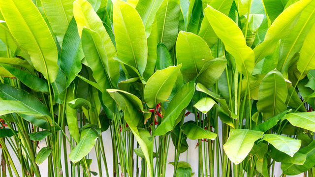 Lush tropical sunny green leafs