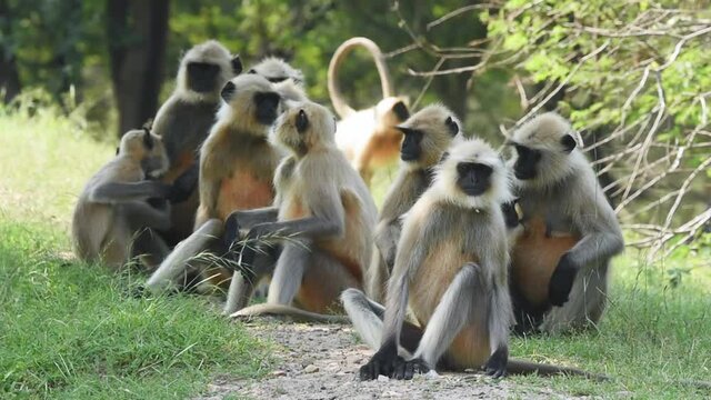 Full shot of Gray langurs or Hanuman langurs family in slow motion or slo-mo during outdoor safari at ranthambore national park or tiger reserve rajasthan india