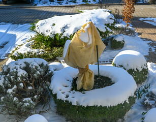 Rose bush is wrapped in fleece for the winter against frost. Baden Baden, Baden Württemberg,...