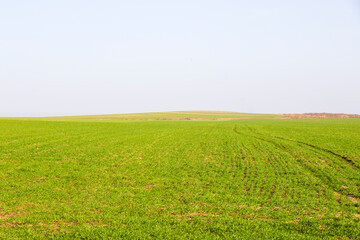 Green field and grass background, green color