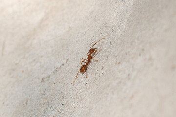 Army red fire ant and bokeh on background