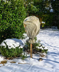 Rose bush is wrapped in fleece for the winter against frost. Baden Baden, Baden Württemberg,...