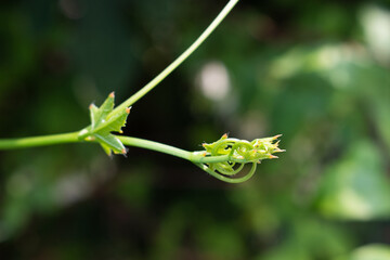 Beautiful top gourd, Ivy gourd on nature wall, Natural vegetables.