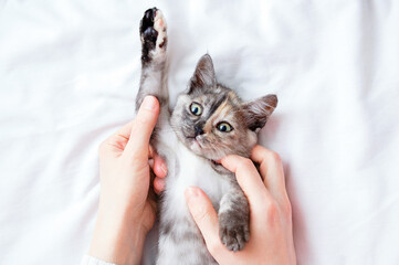 Gray little kitten in the hands of Caucasian woman lying on a white sheet.