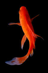 Koi fish Carp fishs moving in the pond black background