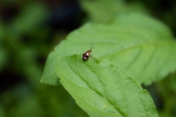 Macro photo of two orange ladybugs on a green leaf. Selective focus.