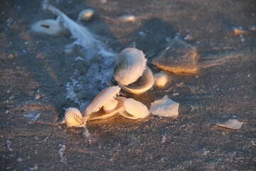 Muscheln am Winterstrand