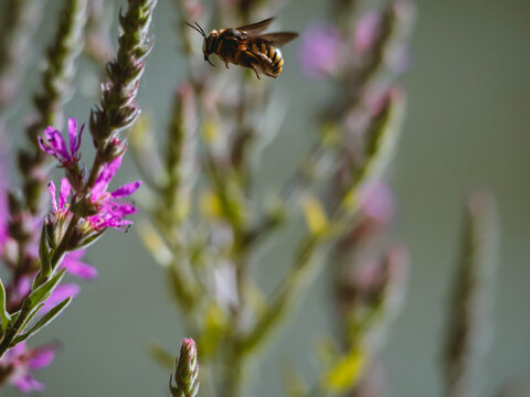 Hornet flying over a plant to eat the nectar and pollinate it