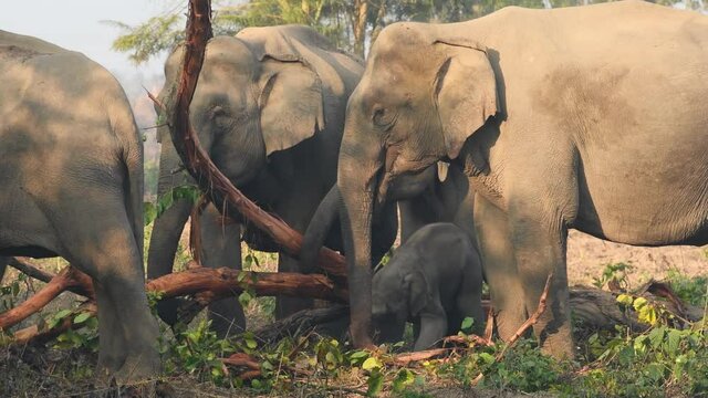 wild asian elephant family or herd with playful calf or baby close up eating bark of tree at dhikala zone of jim corbett national park or tiger reserve uttarakhand india - Elephas maximus indicus