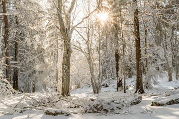 Lumière du soleil traversant une forêt enneigée