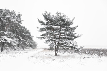 Beautiful winter landscape scene view park Hoge Veluwe in the Netherlands. Christmas winter card. Trees under snow in park outdoor. Snow blizzard and snowfall. Idyllic conceptual abstract landscape.