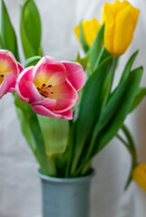 Yellow and pink tulips with green leaves on a white background in a blue vase