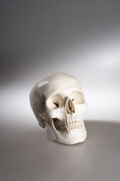 Human skull mold on illuminated studio background
