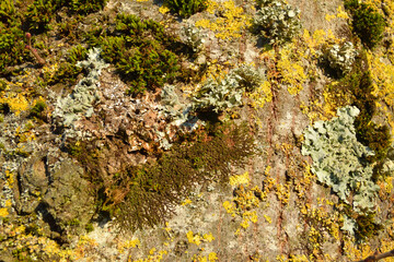 Lichen sur un tronc d'arbre