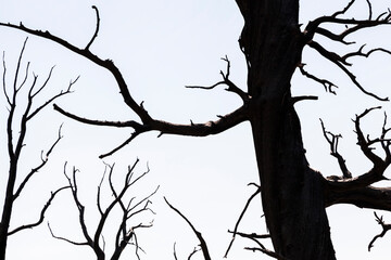 Silhouette of dead tree trunks and twisted branches against a pale sky