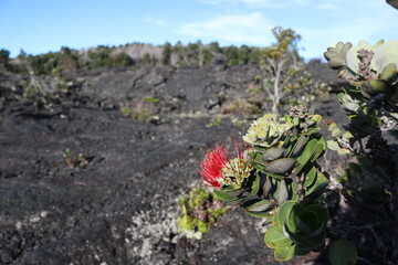 cactus in the lava field
