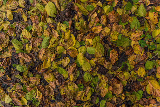 Autumn leaf in the floor