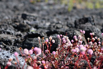 plant on lava field