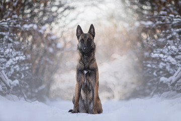 The Belgian Shepherd Malinois dog in snow