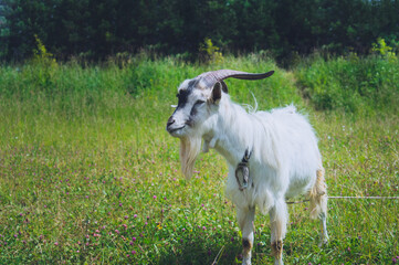 white goat on a leash grazing in a green meadow