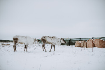 Deer in the snow