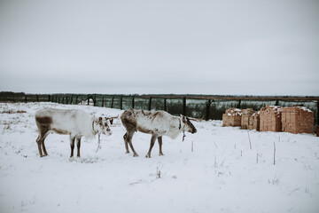 Naklejka premium sheep in snow