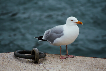 seagulls in the harbor. Brittany, France