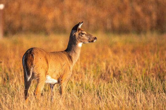 White Tailed Deer