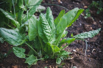 Green leaves of sorrel or spinach growing on organic soil background. Young green spinach in farm garden. Fresh sorrel vegetable food for soup. Closeup sorrel natural leaves. Spring greens veggie