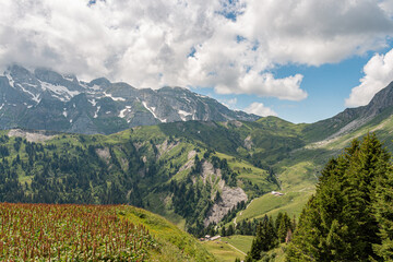 Flowers, mountains, and mtb trails, les Portes du Soleil, France