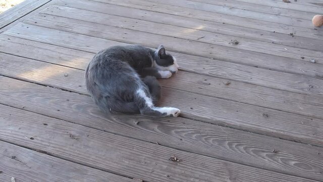 Young female cat showing heat, rolling around anxiously on a wooden porch