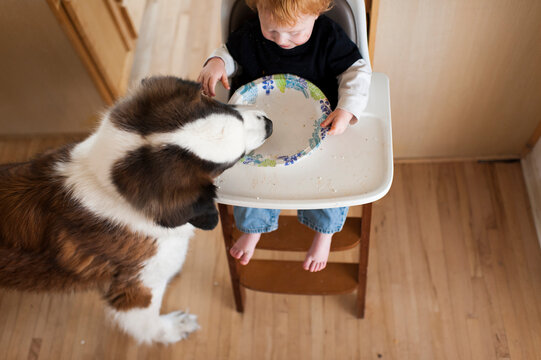 High Angle View Of Dog Eating Leftovers In Plate Held By Baby Boy Sitting On High Chair At Home