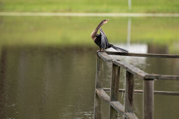 bird on a fence looking back
