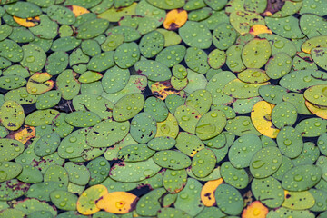 pond leafs