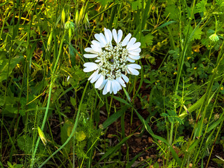 Orlaya grandiflora flower blooming in the wild meadow high in the mountains