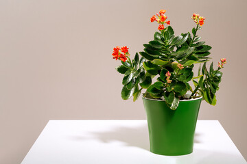 Naklejka premium Home flower orange blooming Kalanchoe in a green pot on a light background