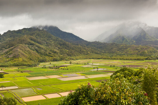 Taro fields in the Hanalei valley on the north coast of Kaua'i Island, Hawai'i, USA
