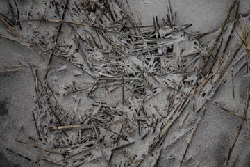 sand coated branches on the beach