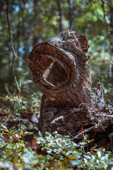 Close up of Abstract Natural Log Sculpture Carving
