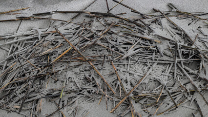 sand coated branches