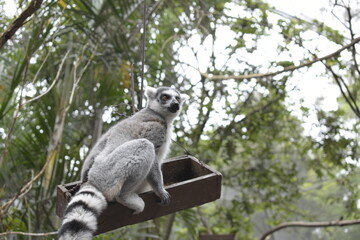lemur on tree