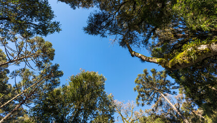 Floresta subtropical e céu azul