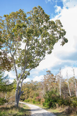 Tall Beautiful Green Tree with Nature Preserve Background