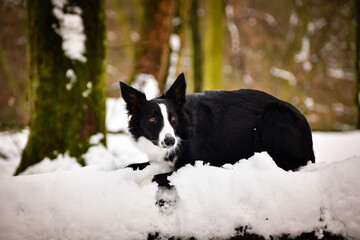 Border collie is lying on trunk in snow. She look like fox on hunt.