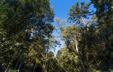 Fototapeta premium Floresta e céu azul