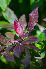 Bright Red leaf surrounded by green leaves