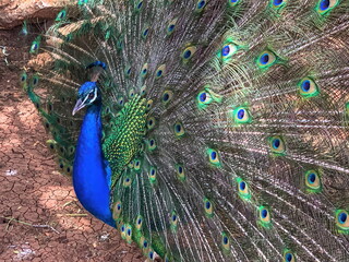 Close up male peacock, which has very long tail feathers that have eye-like markings and erected and fanned out in display