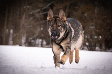 German Shepherd Dog is running in snow. he is so happy outside. Dogs in snow is nice view