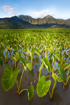 Taro fields in the Hanalei valley on the north coast of Kaua'i Island, Hawai'i USA