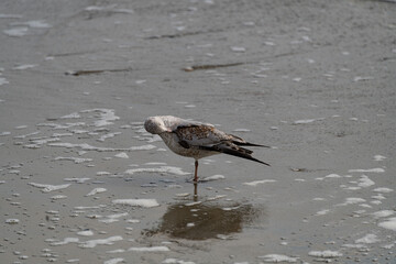 seagull cleaning herself at the beach